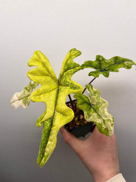 Alocasia Tandurusa aurea variegated #2