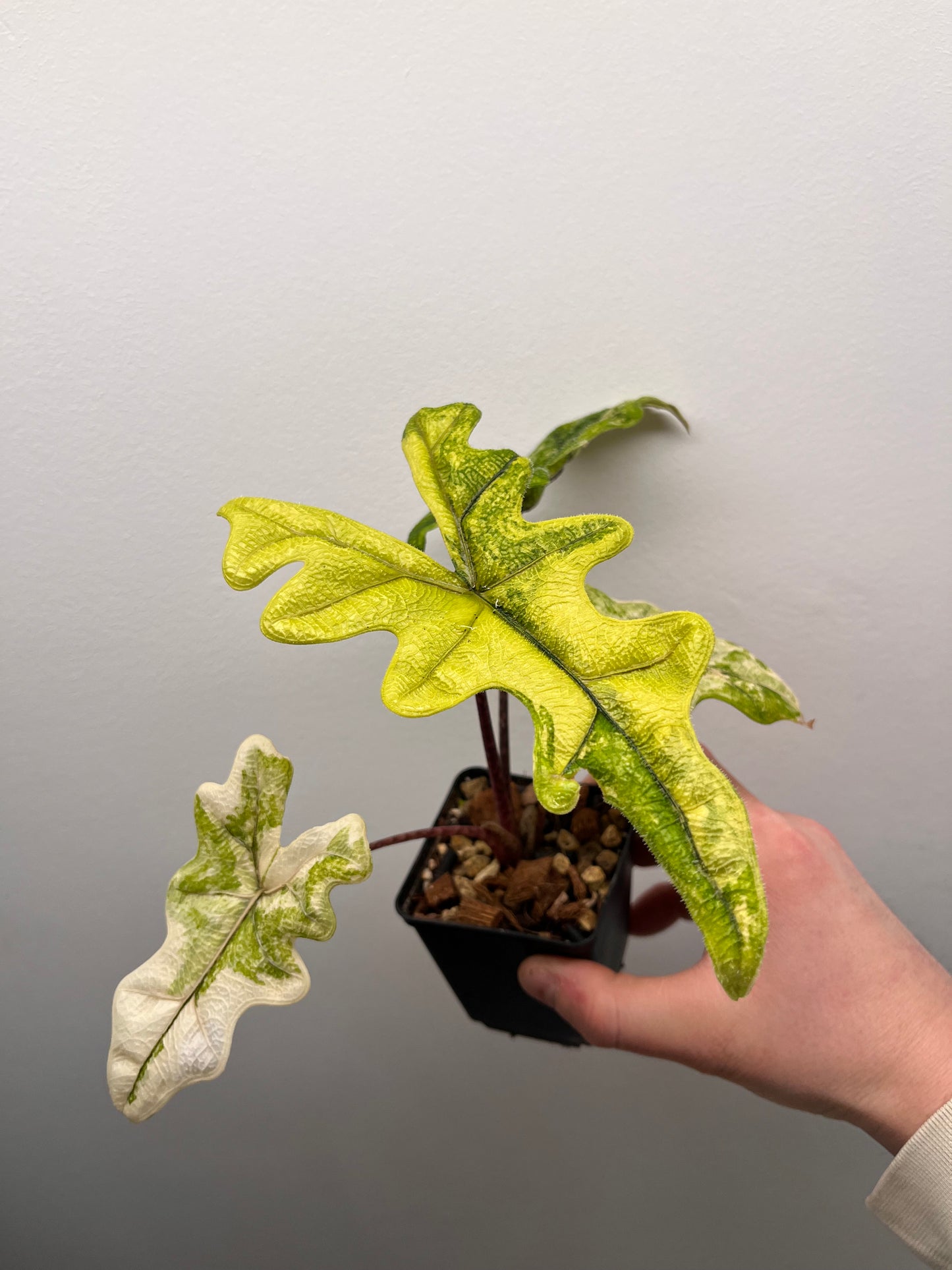 Alocasia Tandurusa aurea variegated #2