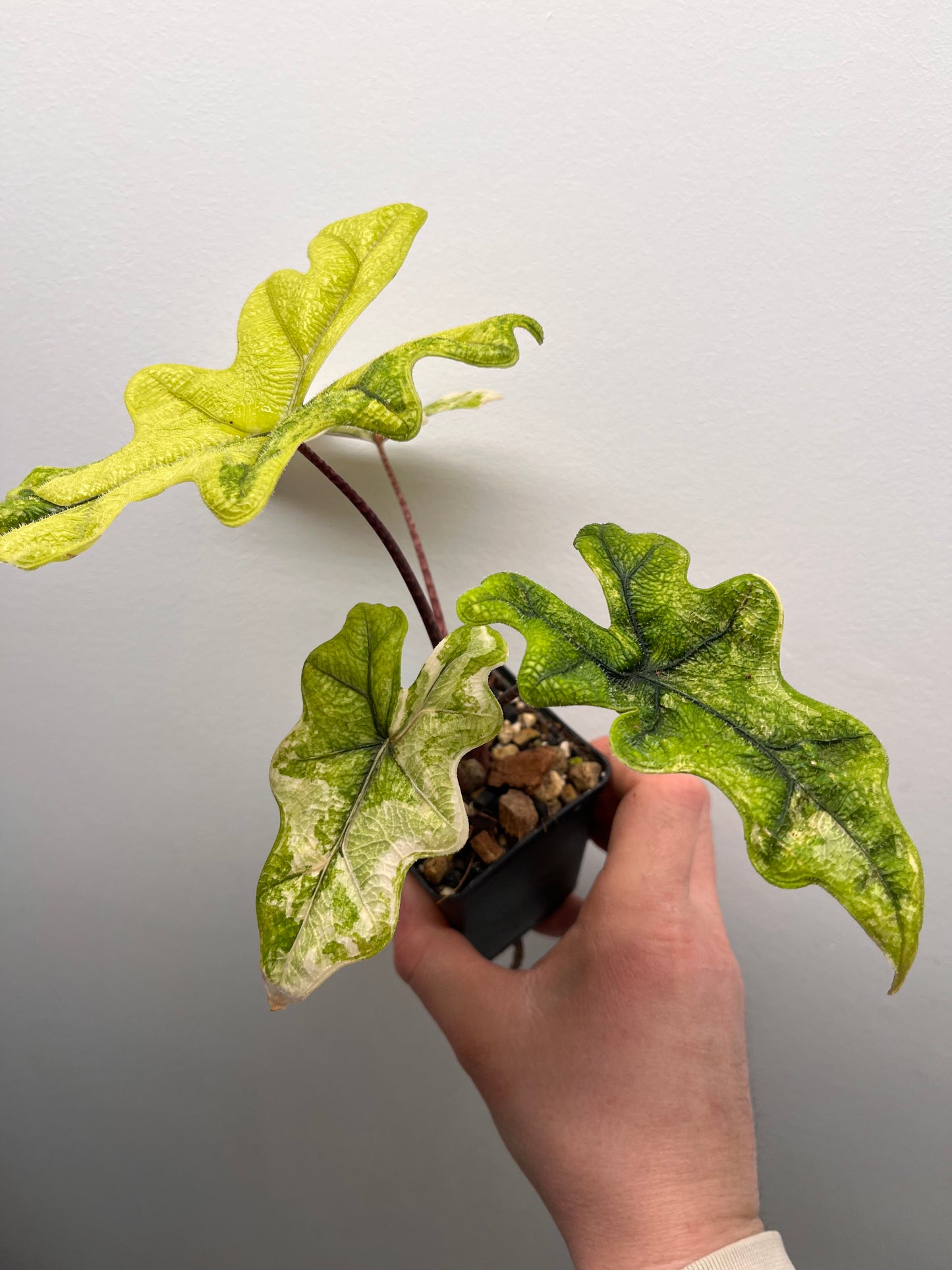 Alocasia Tandurusa aurea variegated #2