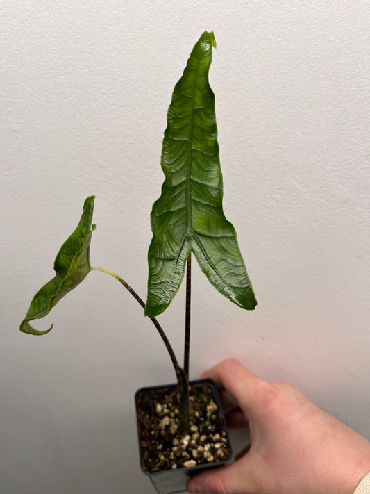 Alocasia Reticulata #1