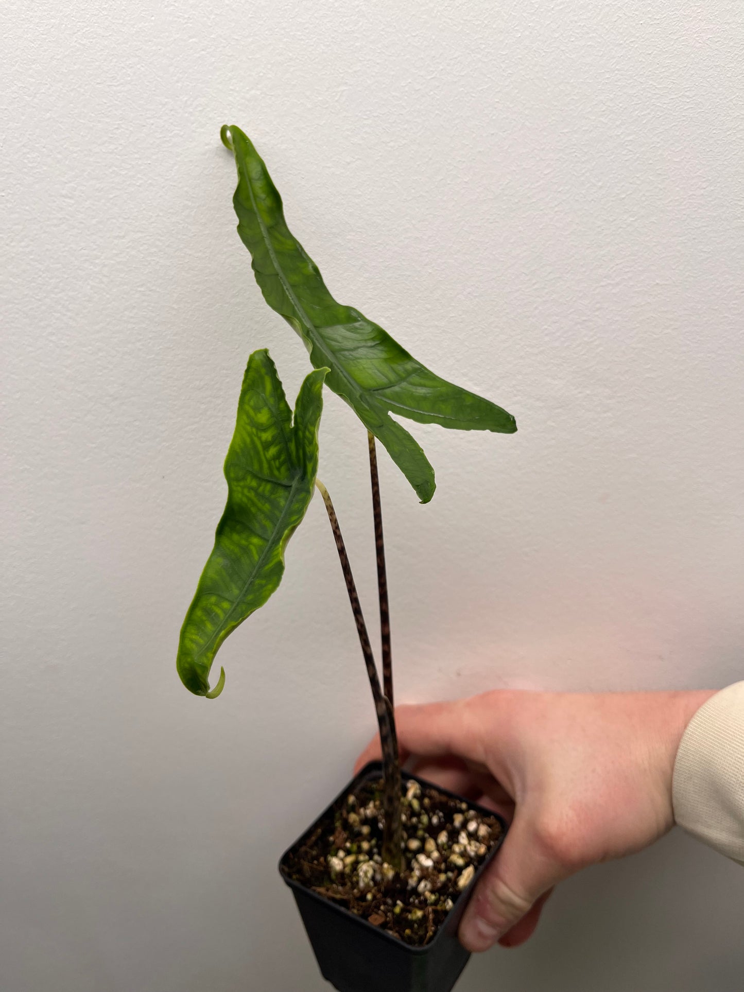 Alocasia Reticulata #1