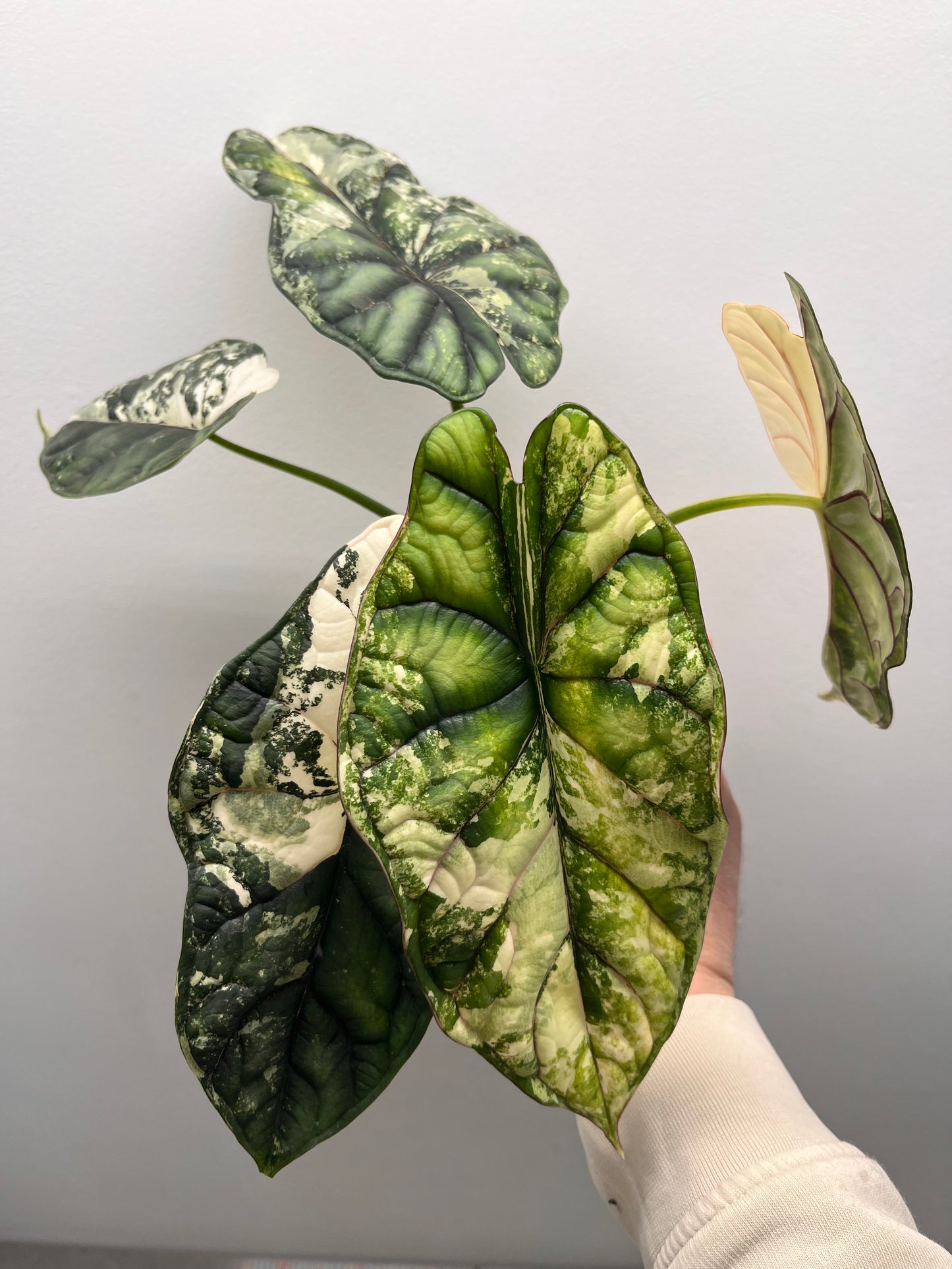 Alocasia Dragon scale albo variegated #1