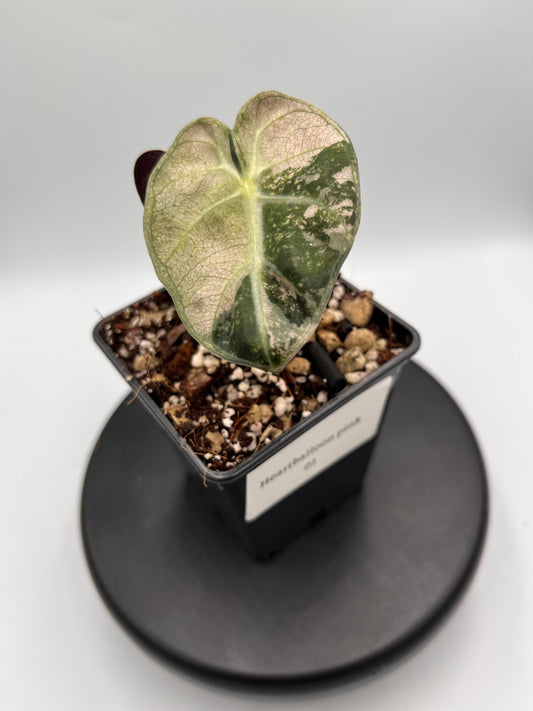 Alocasia Balloon heart pink variegated #2
