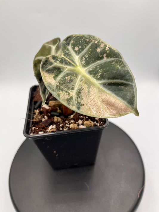Alocasia Balloon heart pink variegated #2