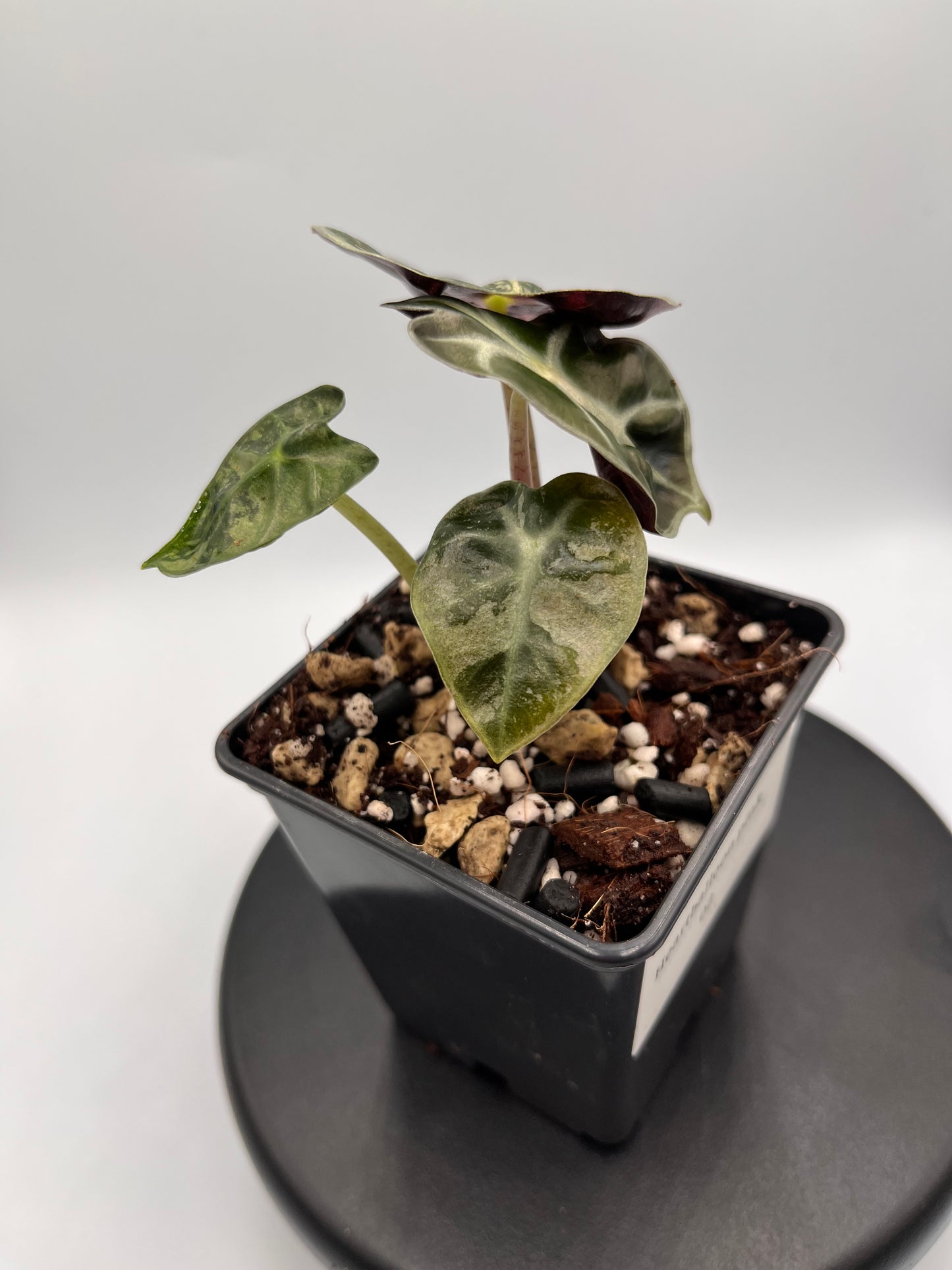 Alocasia Balloon heart pink variegated #2