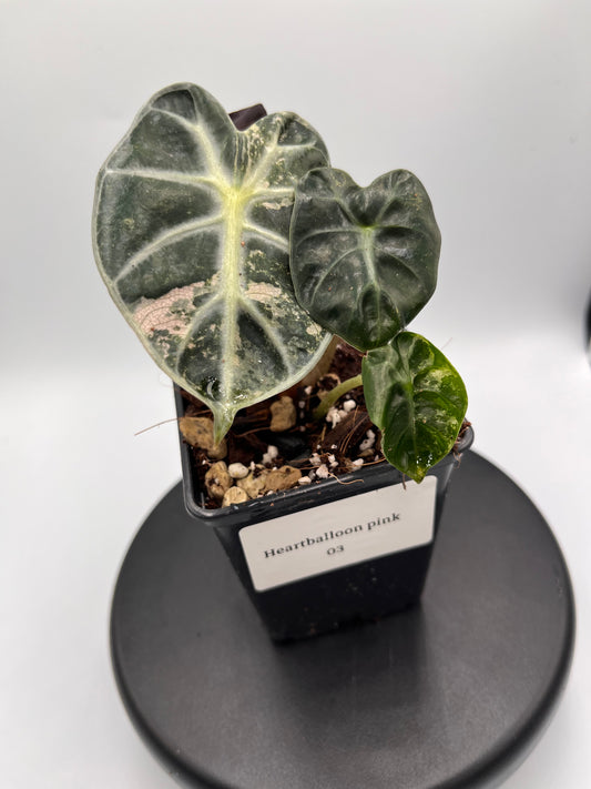 Alocasia Balloon heart pink variegated #3