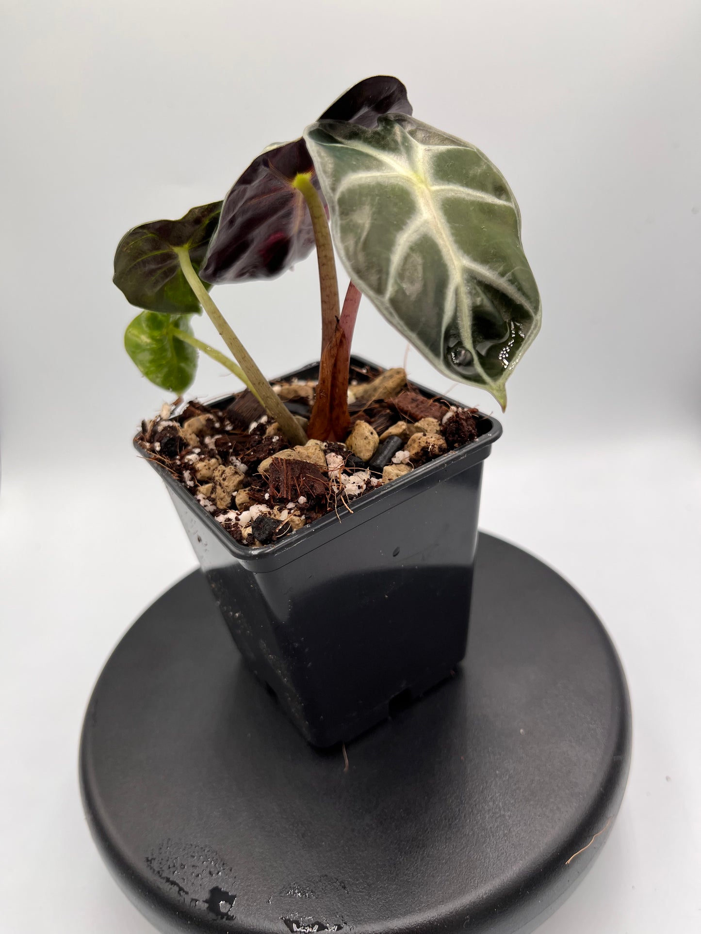 Alocasia Balloon heart pink variegated #3