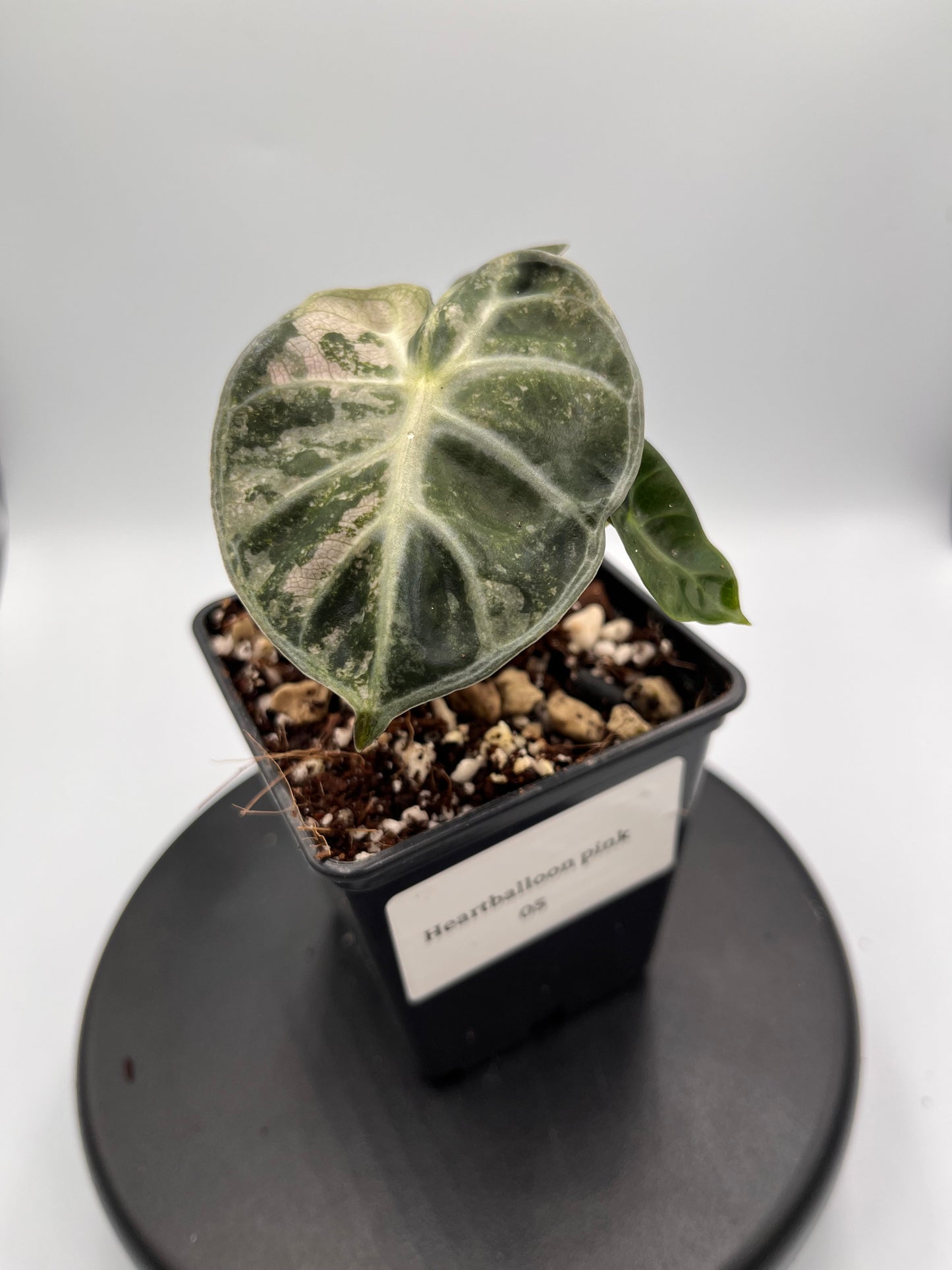Alocasia Balloon heart pink variegated #5