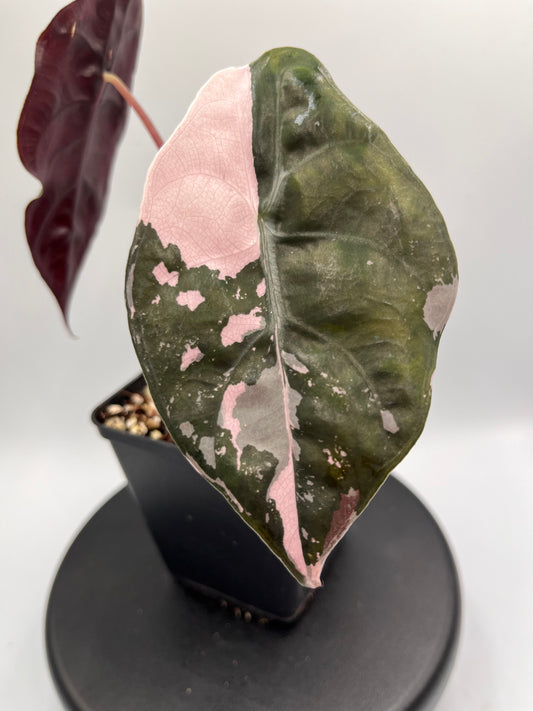 Alocasia Chantrieri pink variegated #2