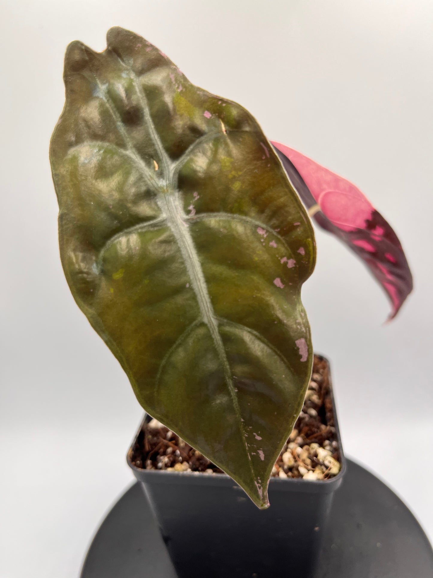 Alocasia Chantrieri pink variegated #2
