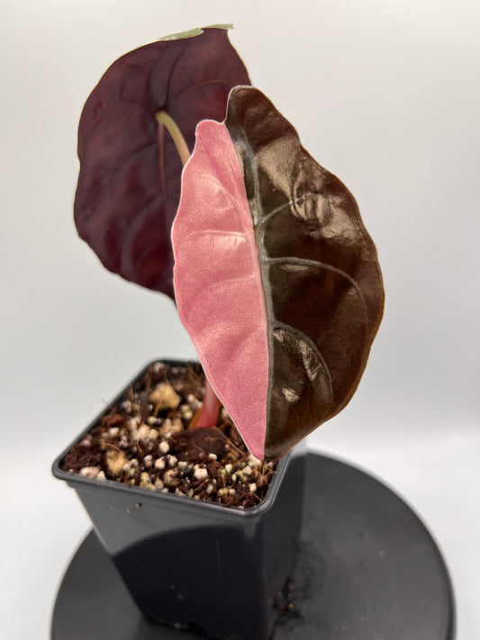 Alocasia Chantrieri pink variegated