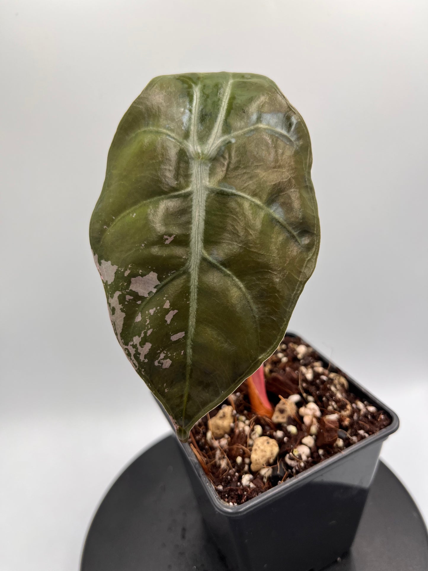 Alocasia Chantrieri pink variegated