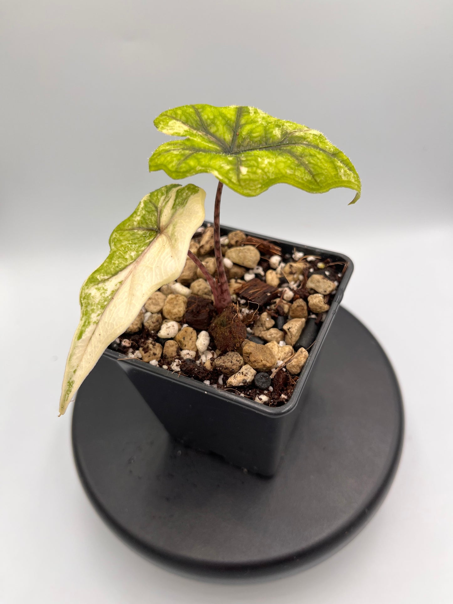 Alocasia Tandurusa aurea variegated #3