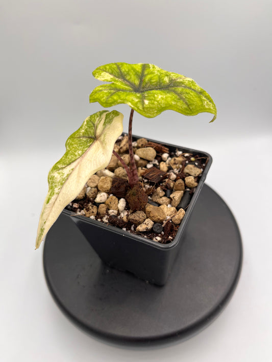 Alocasia Tandurusa aurea variegated #3