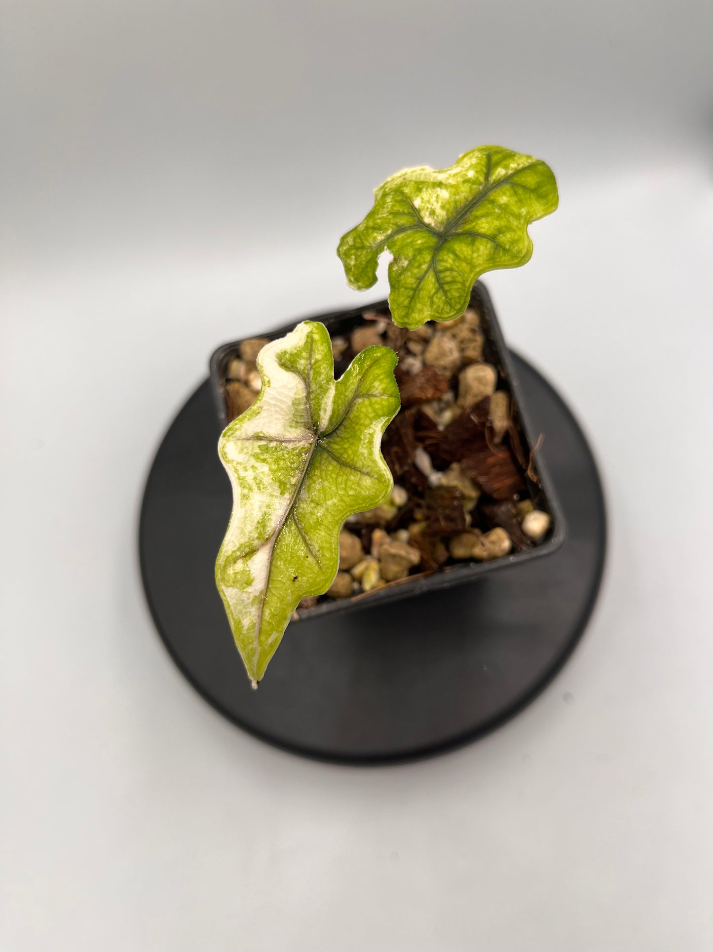 Alocasia Tandurusa aurea variegated #4