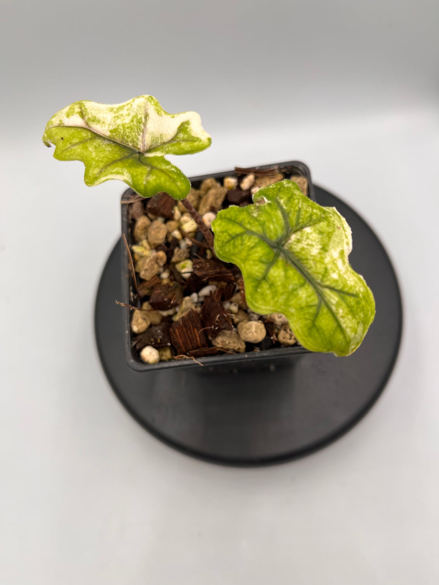 Alocasia Tandurusa aurea variegated #4