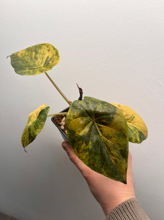 Alocasia Wentii aurea variegated