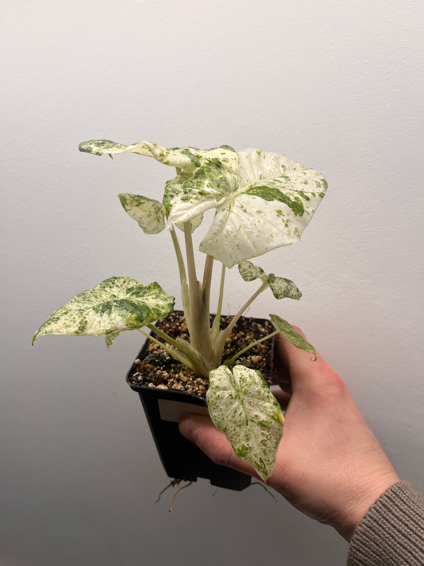 Alocasia Odora batik