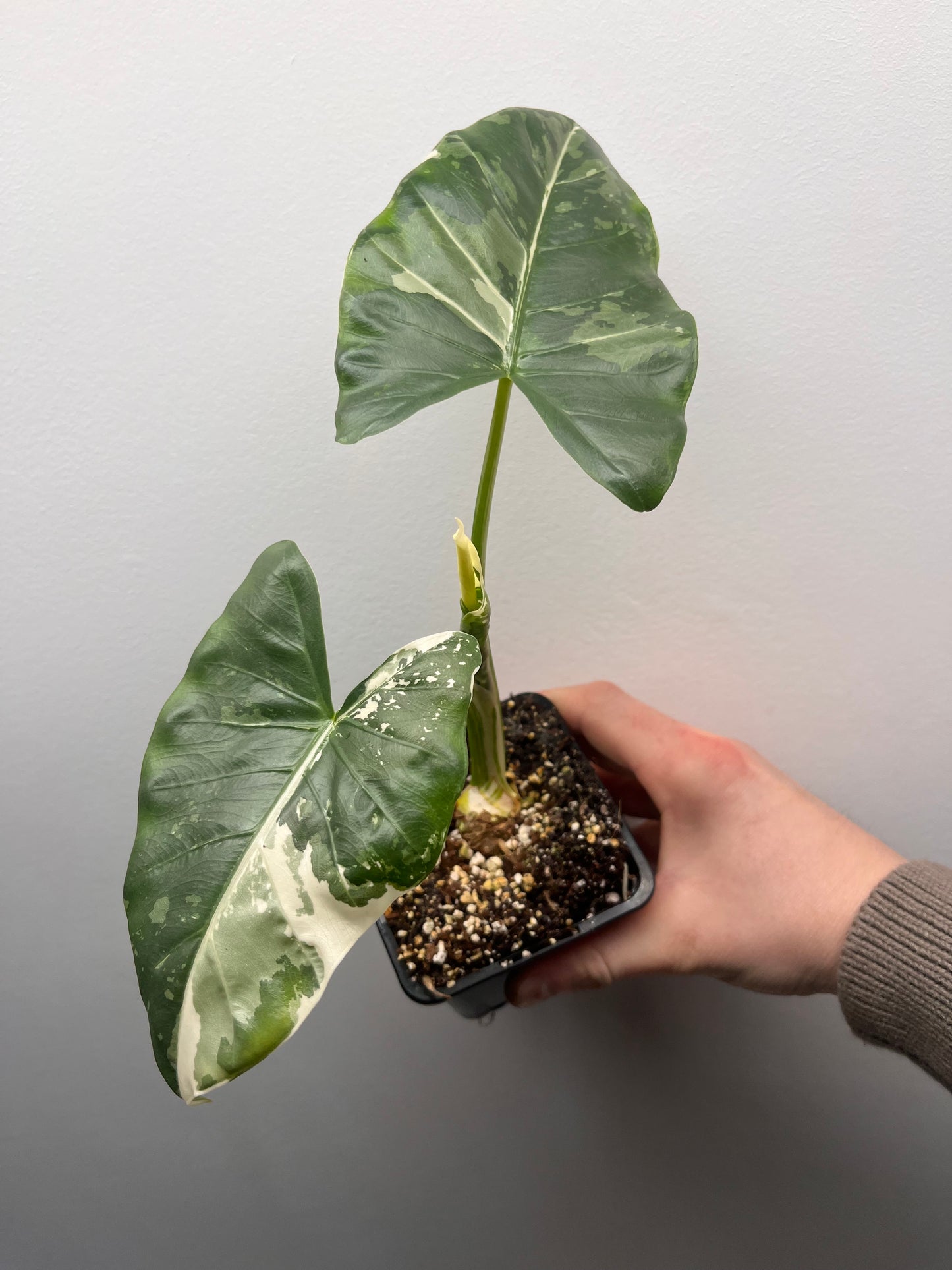 Alocasia Macrorrhiza albo variegated