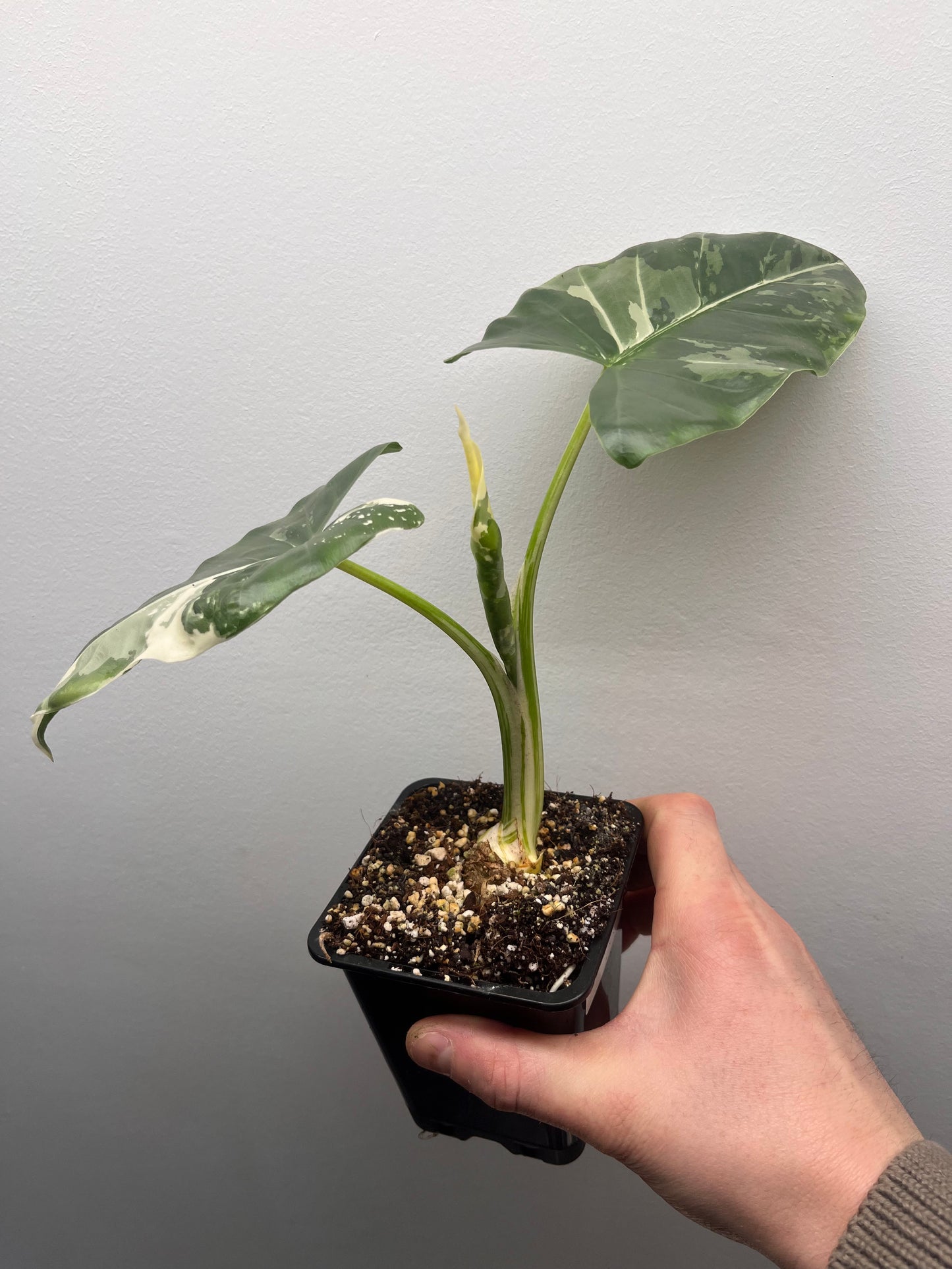 Alocasia Macrorrhiza albo variegated