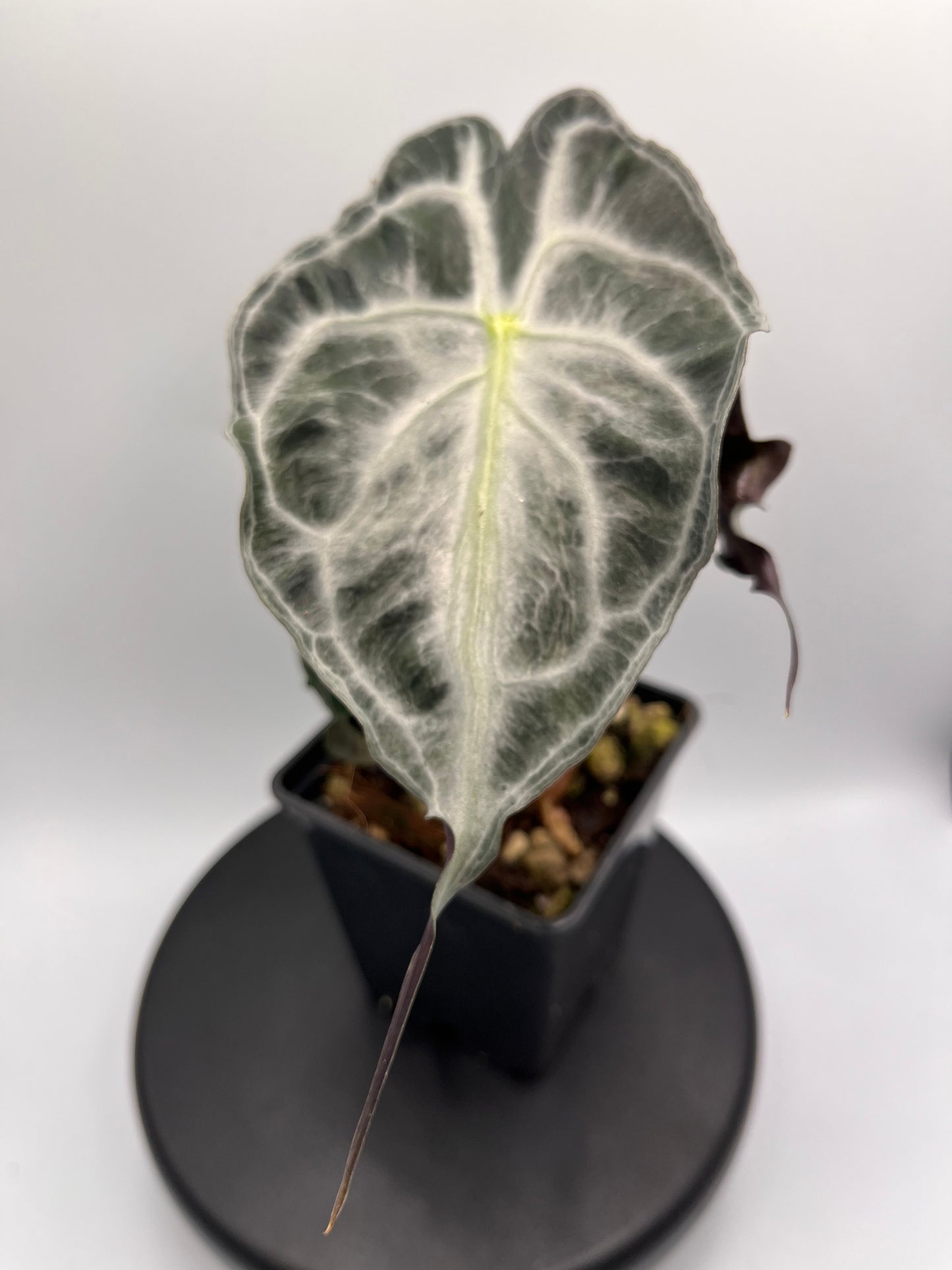 Alocasia Venom