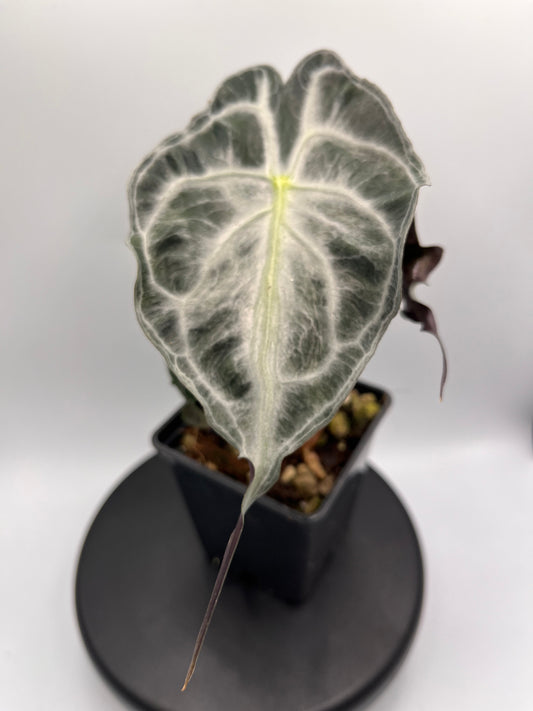 Alocasia Venom