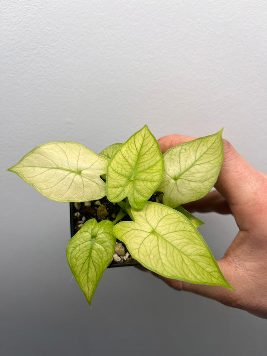 Alocasia Gageana ghost mint variegated #1