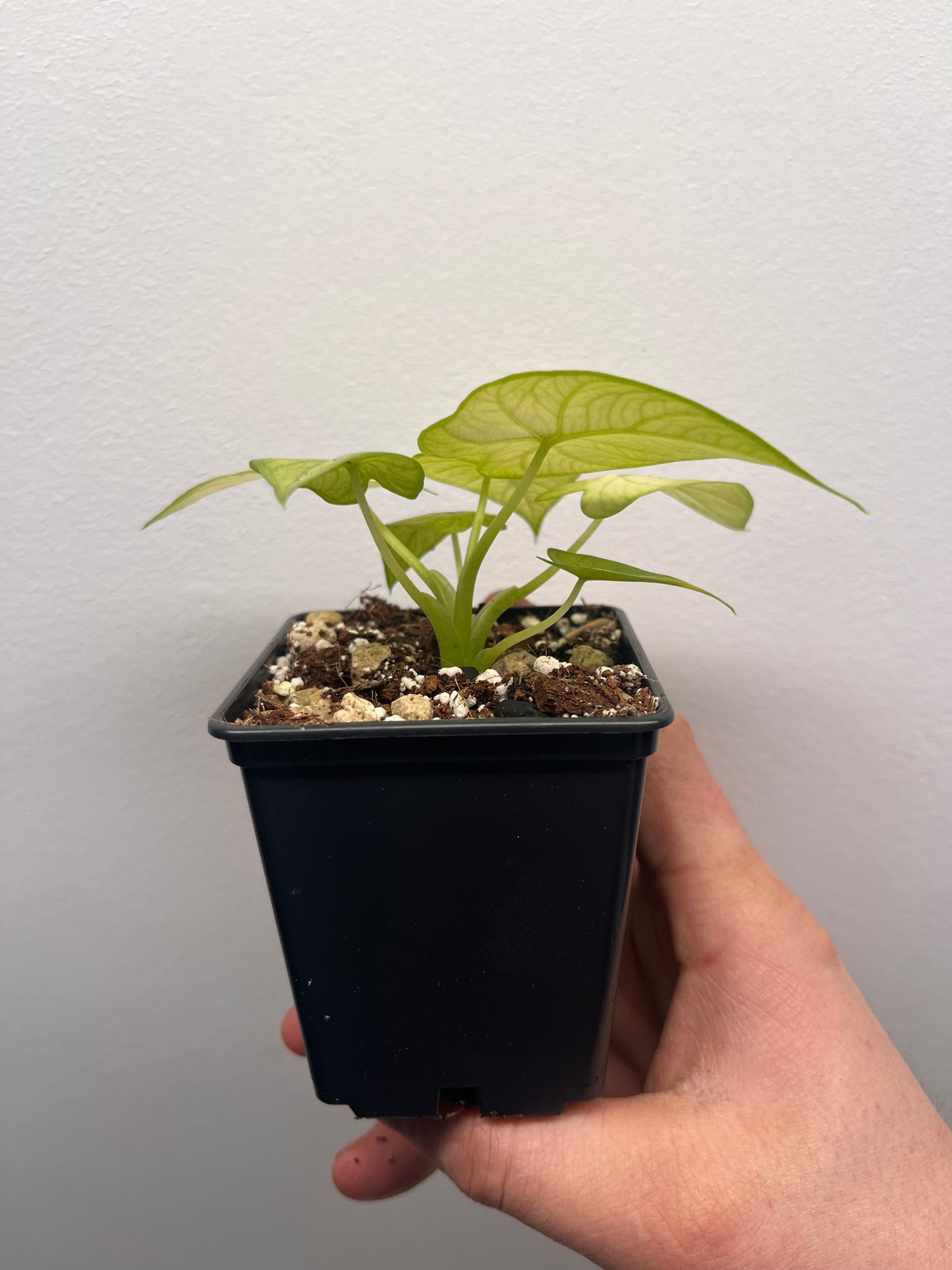 Alocasia Gageana ghost mint variegated #1