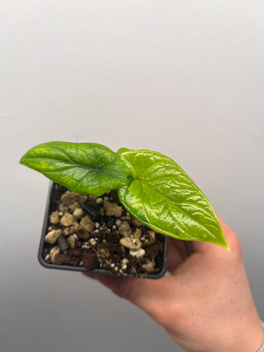 Alocasia Scalprum aurea variegated #1