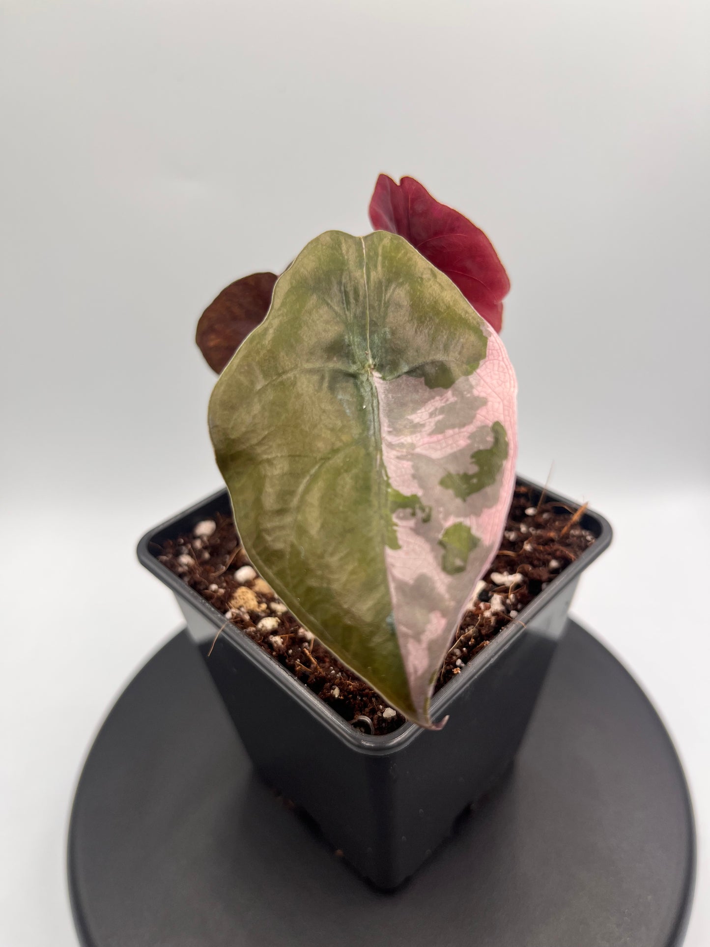 Alocasia Chantrieri pink variegated #3