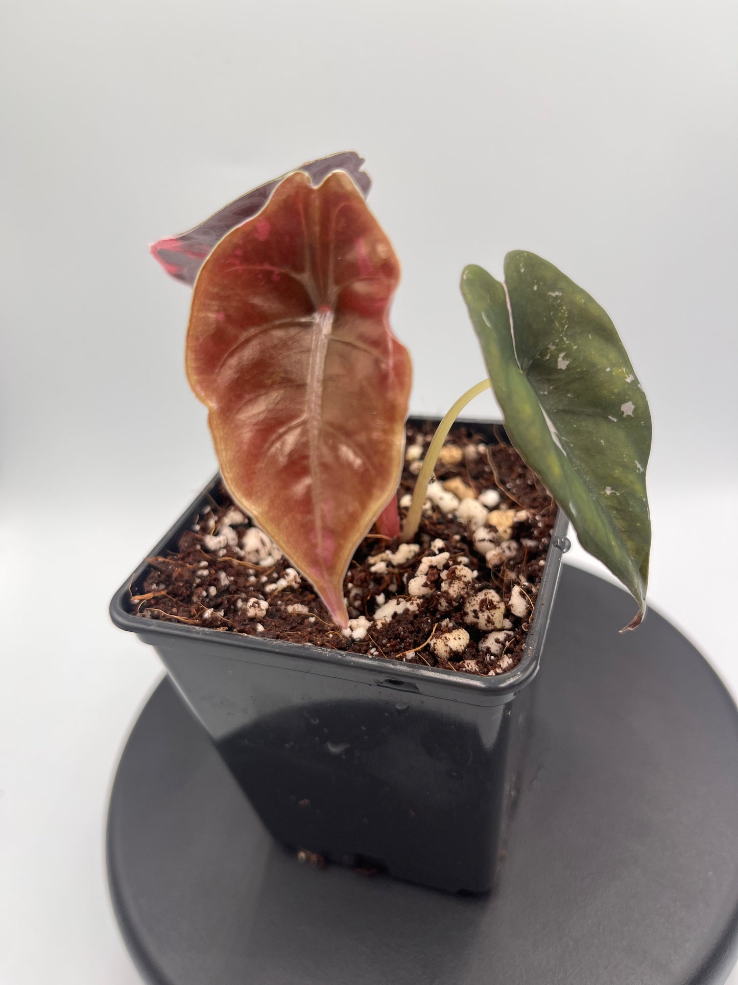 Alocasia Chantrieri pink variegated #3