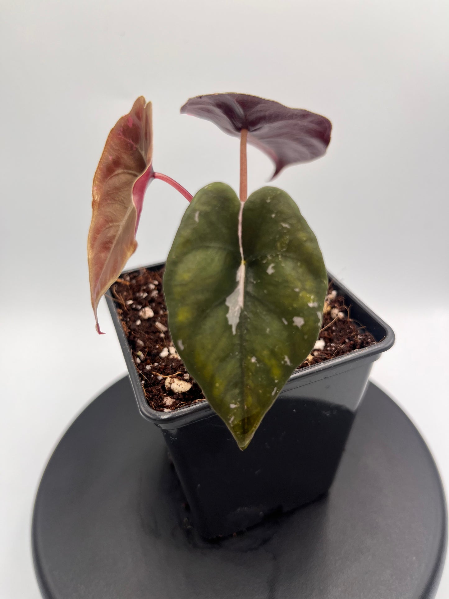 Alocasia Chantrieri pink variegated #3