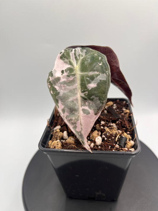 Alocasia Polly pink variegated #2