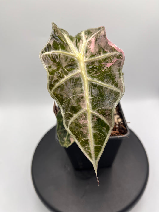 Alocasia Polly pink variegated #1