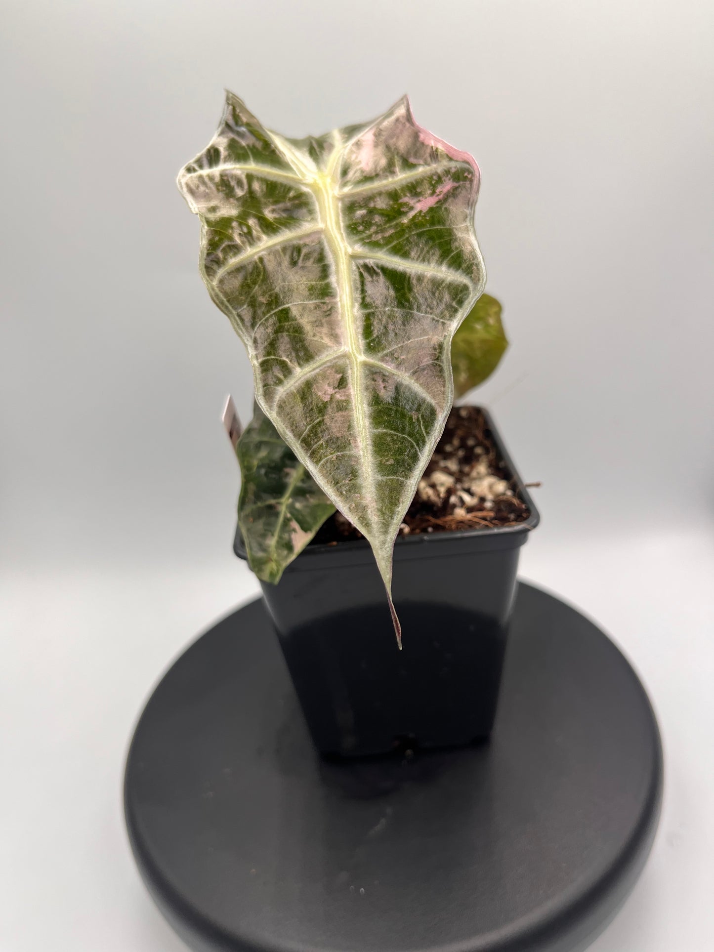 Alocasia Polly pink variegated #1
