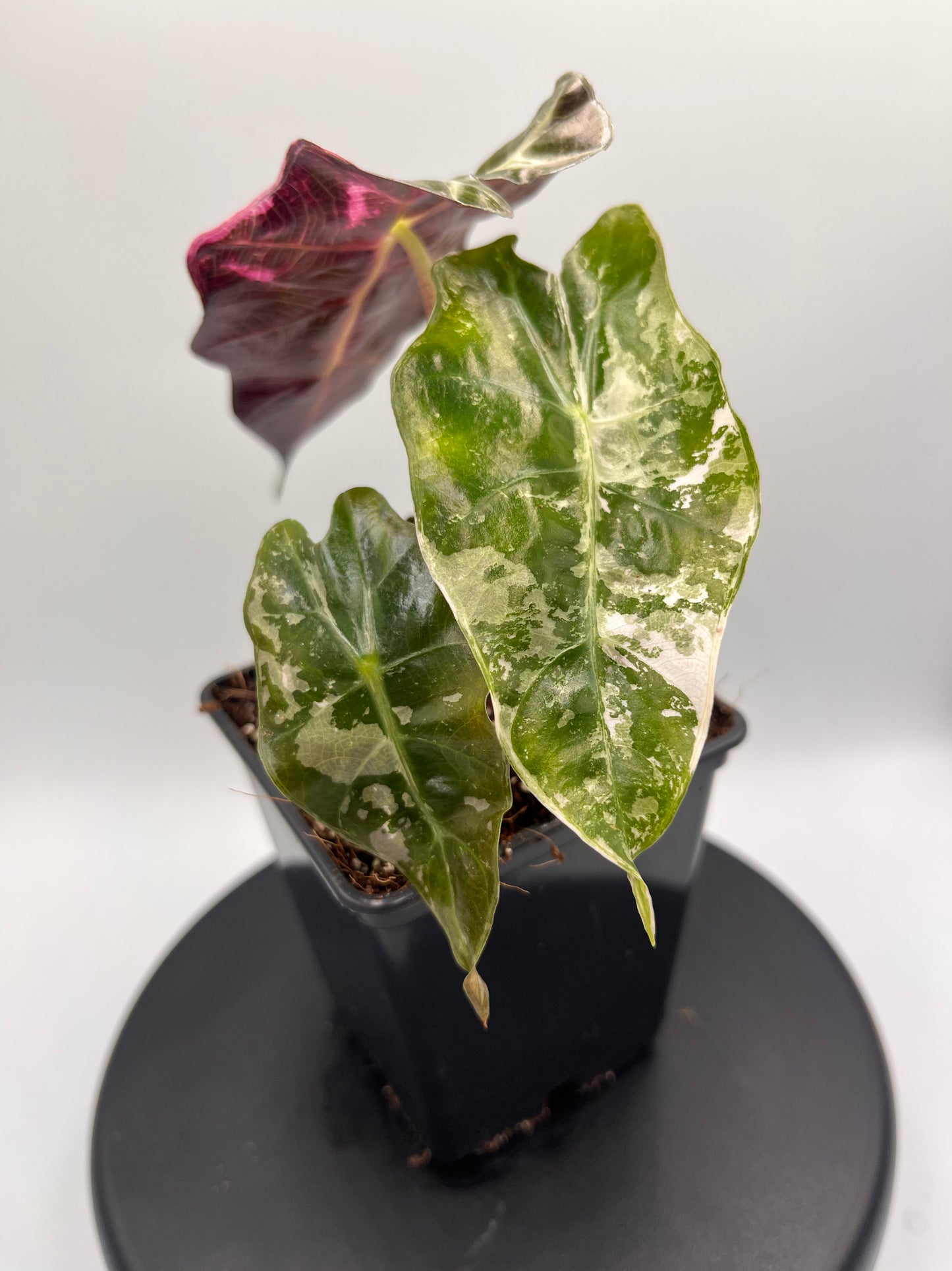Alocasia Polly pink variegated #1