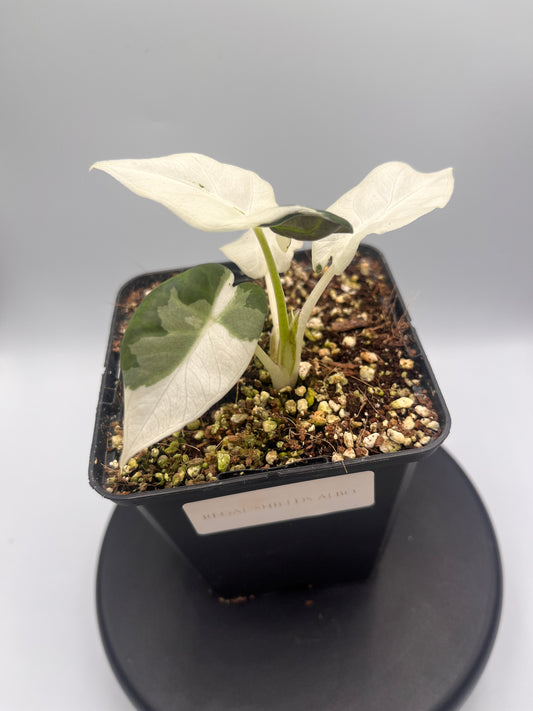 Alocasia Regal shields albo variegated #1