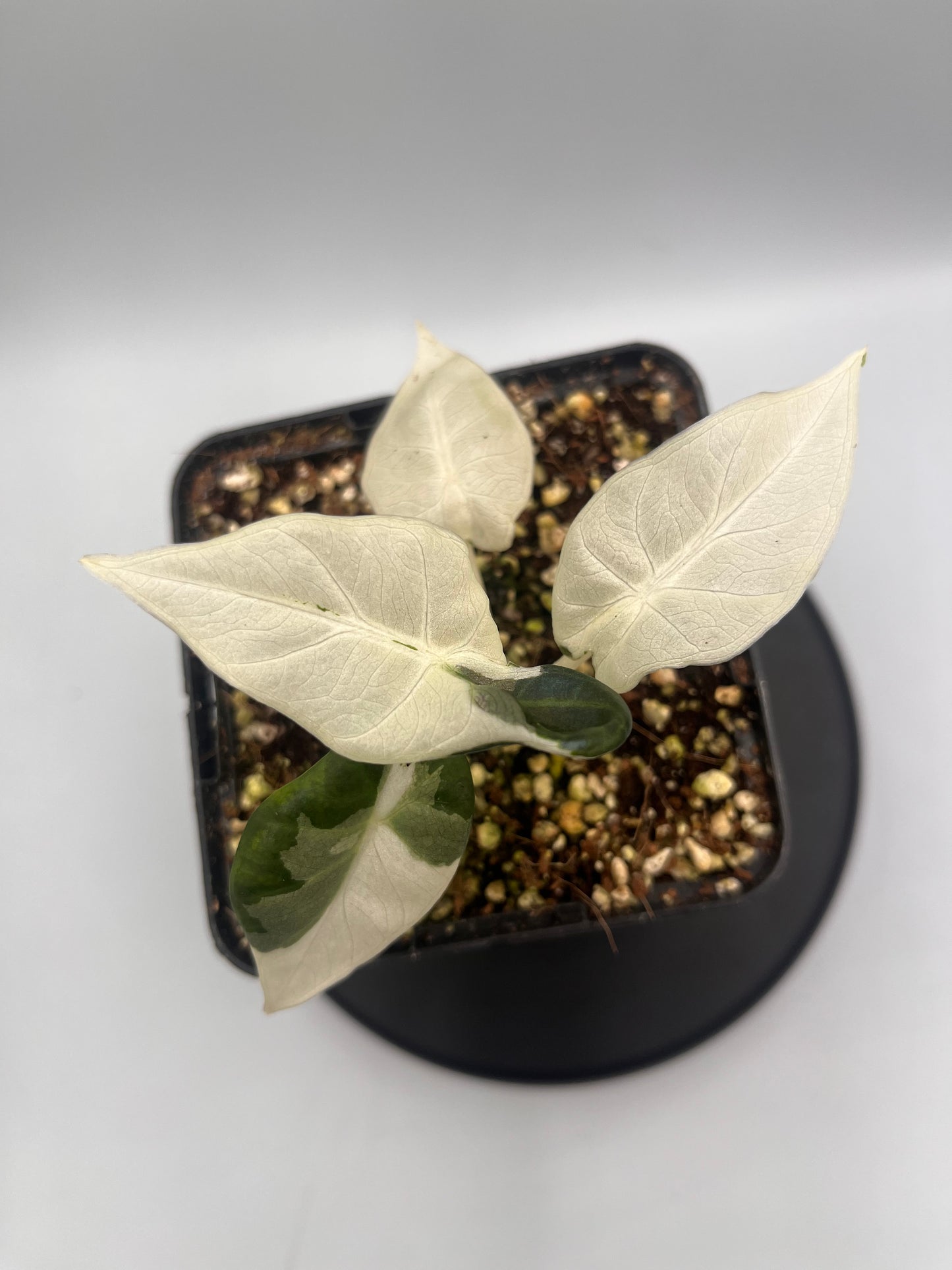 Alocasia Regal shields albo variegated #1