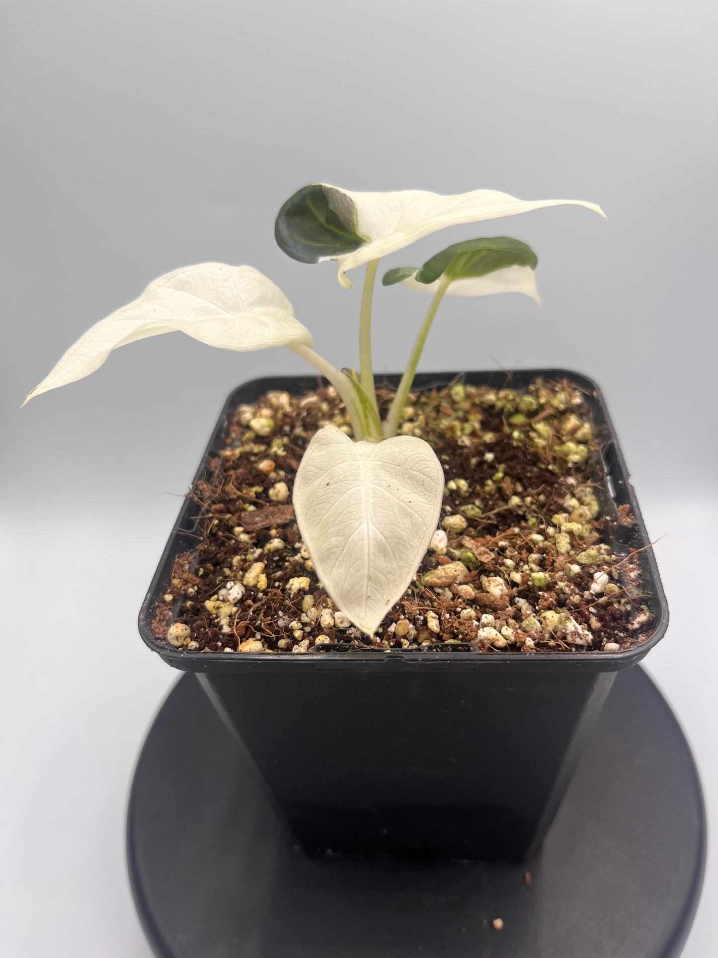 Alocasia Regal shields albo variegated #1