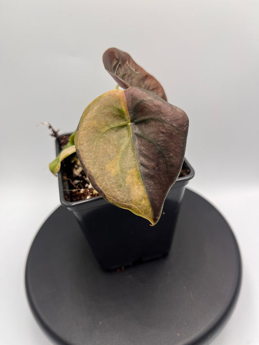 Alocasia Cuprea latte gold aurea half moon variegated #3