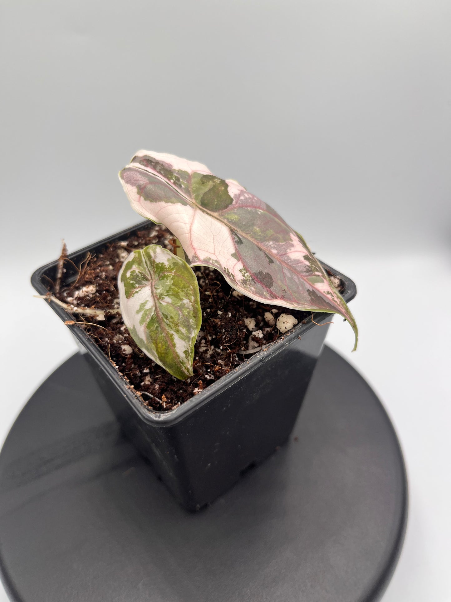 Alocasia Azlanii pink variegated #3