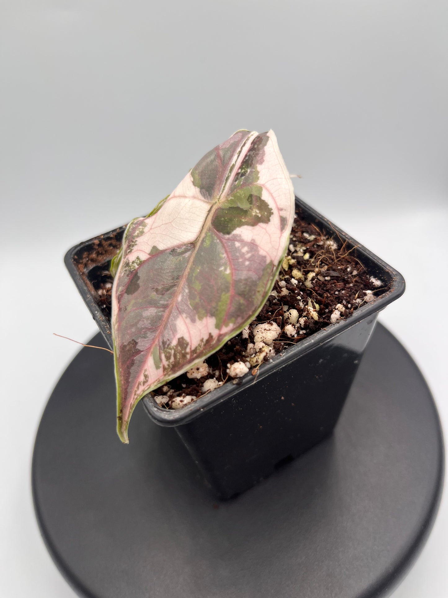 Alocasia Azlanii pink variegated #3