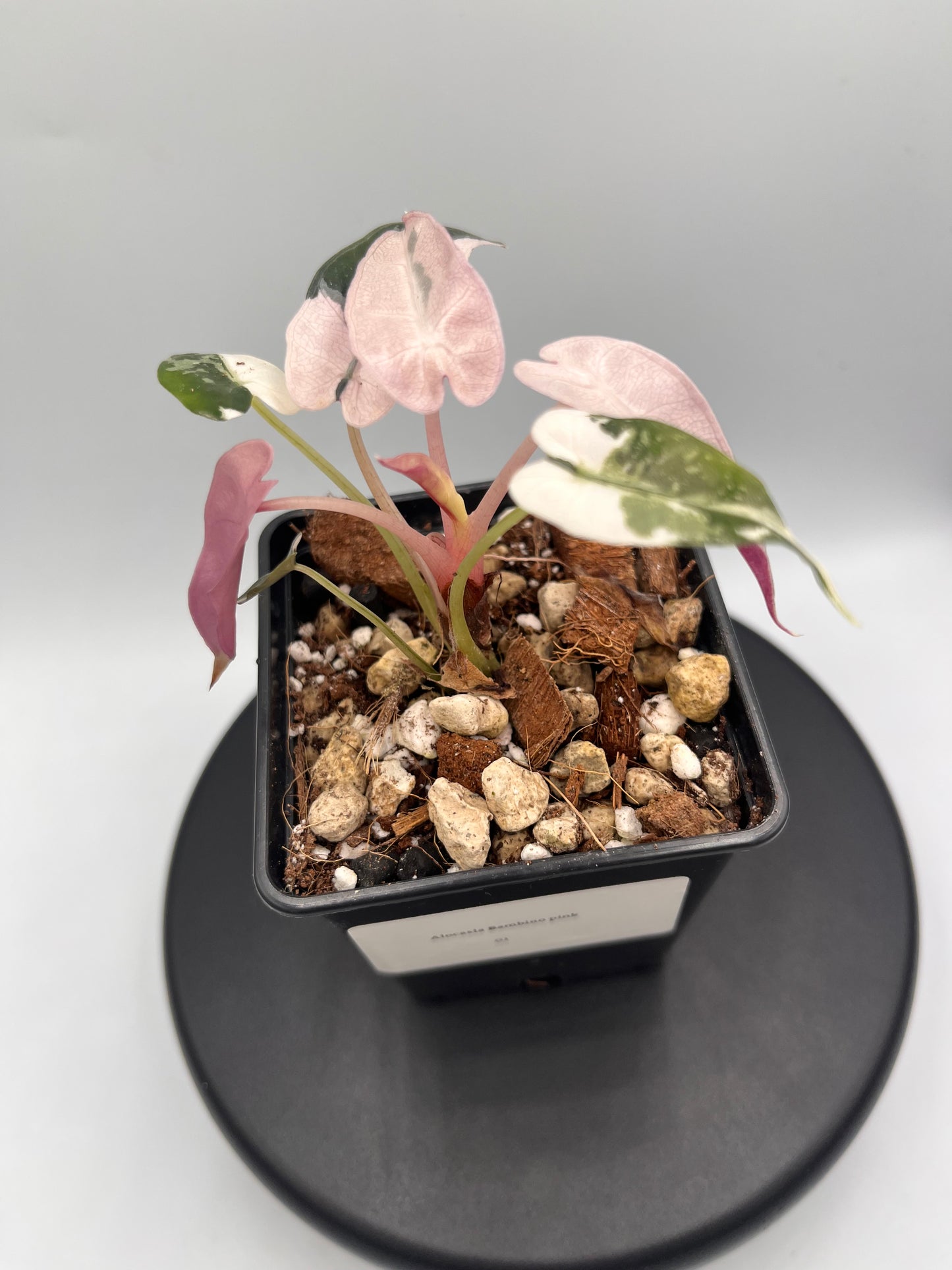 Alocasia Bambino pink variegated