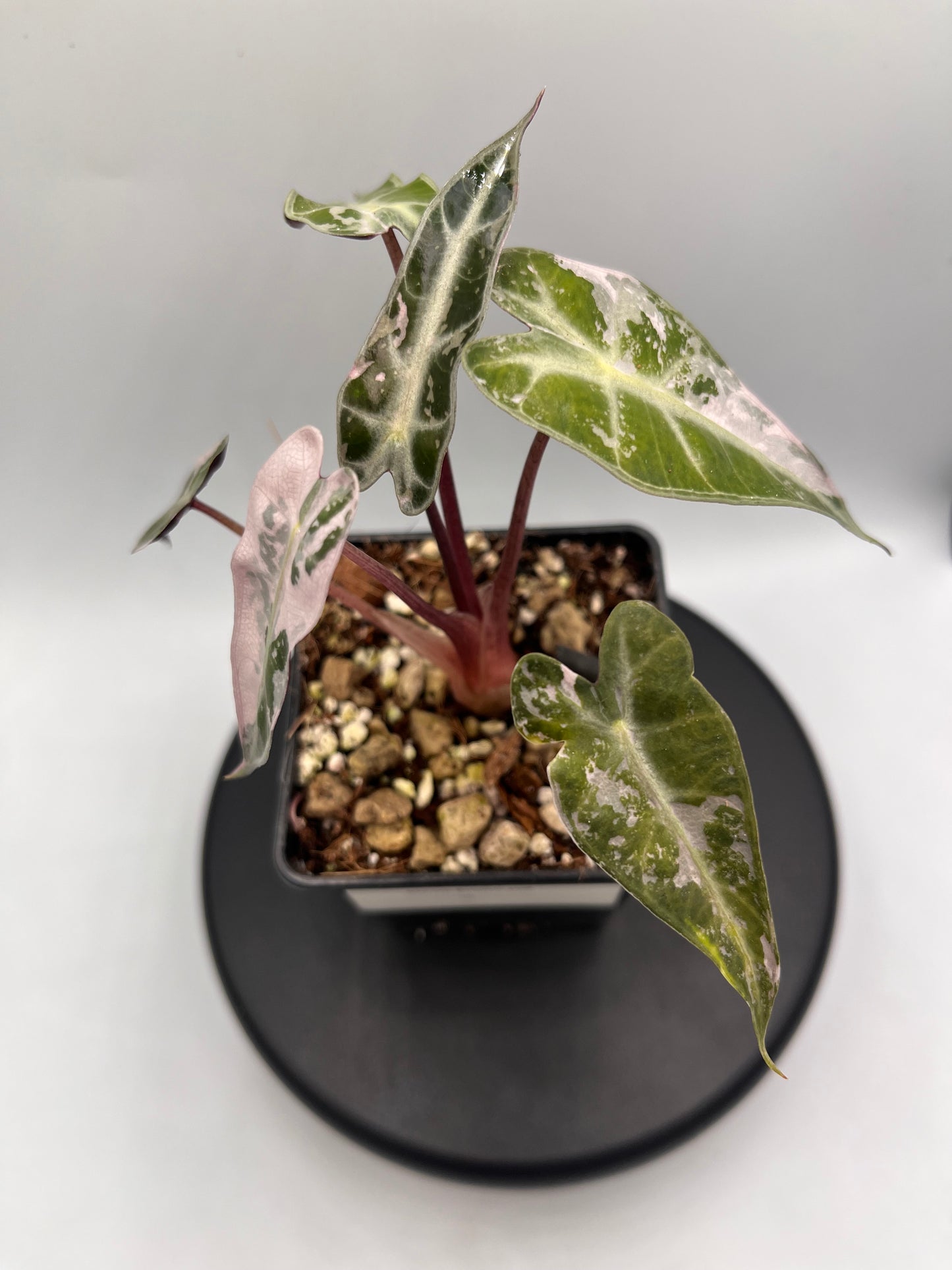 Alocasia Bambino pink variegated