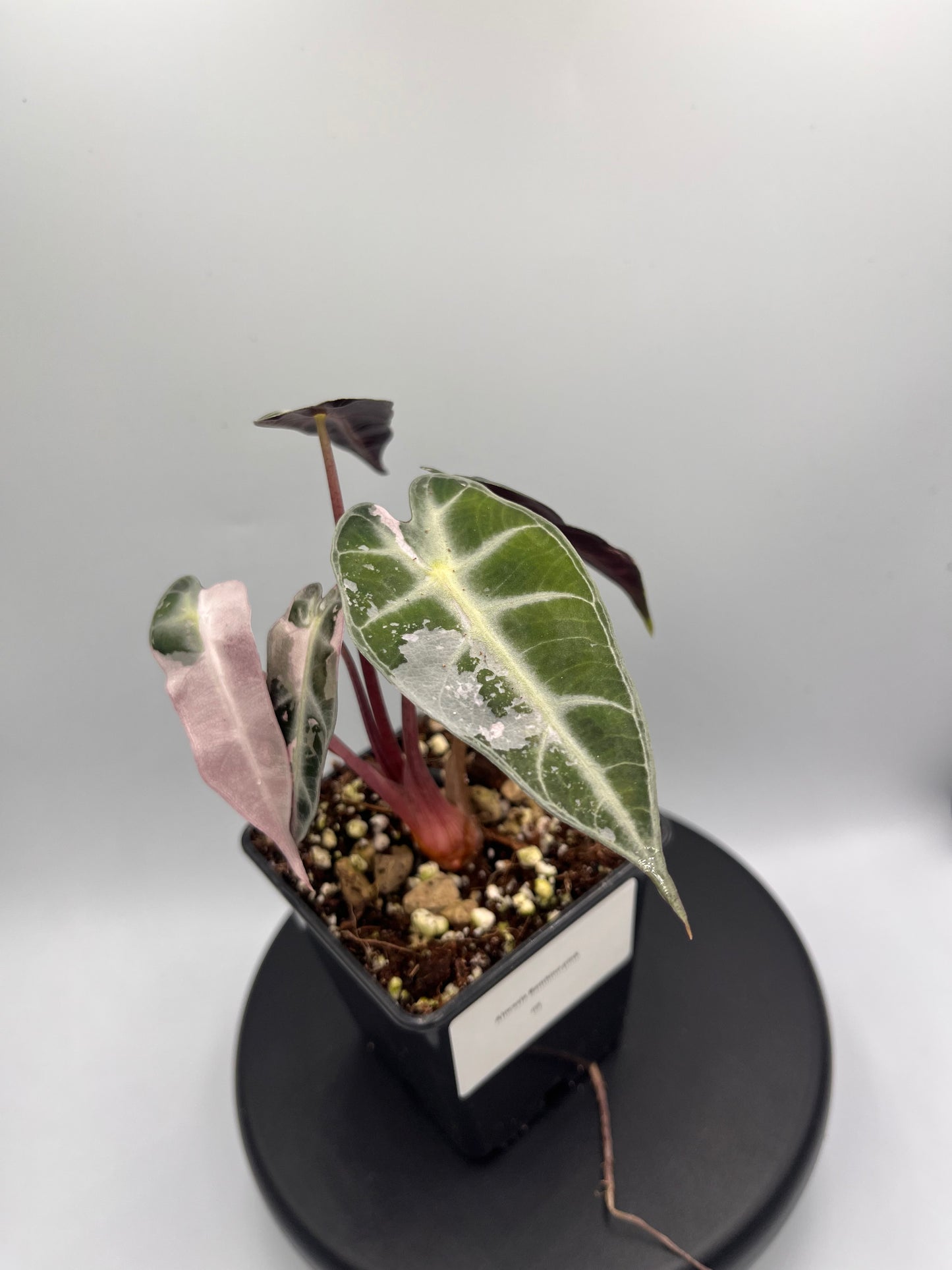 Alocasia Bambino pink variegated