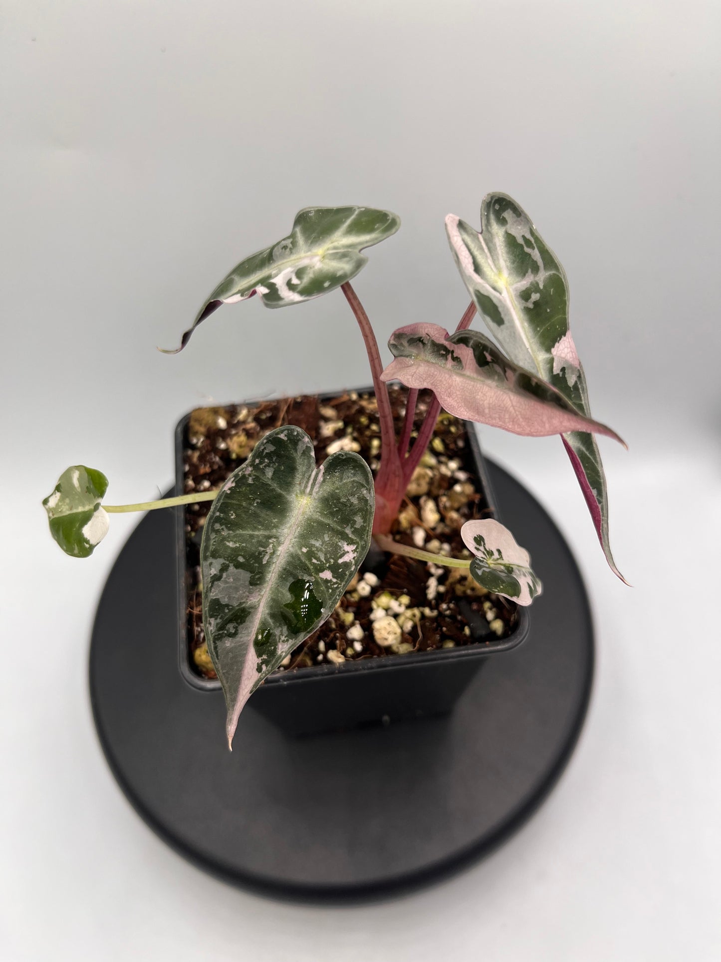 Alocasia Bambino pink variegated