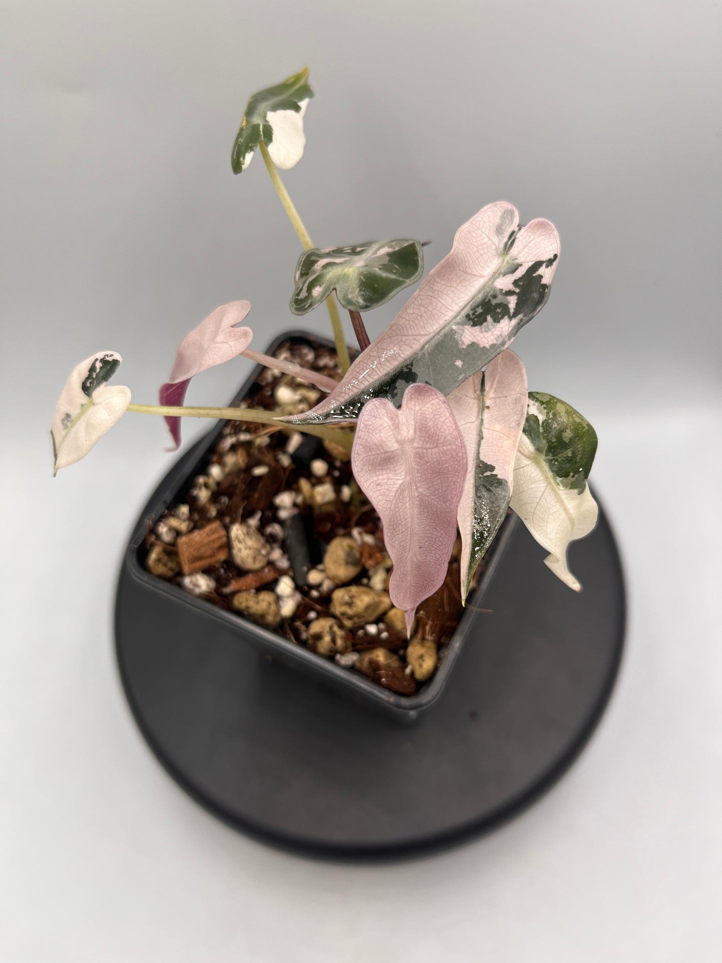 Alocasia Bambino pink variegated