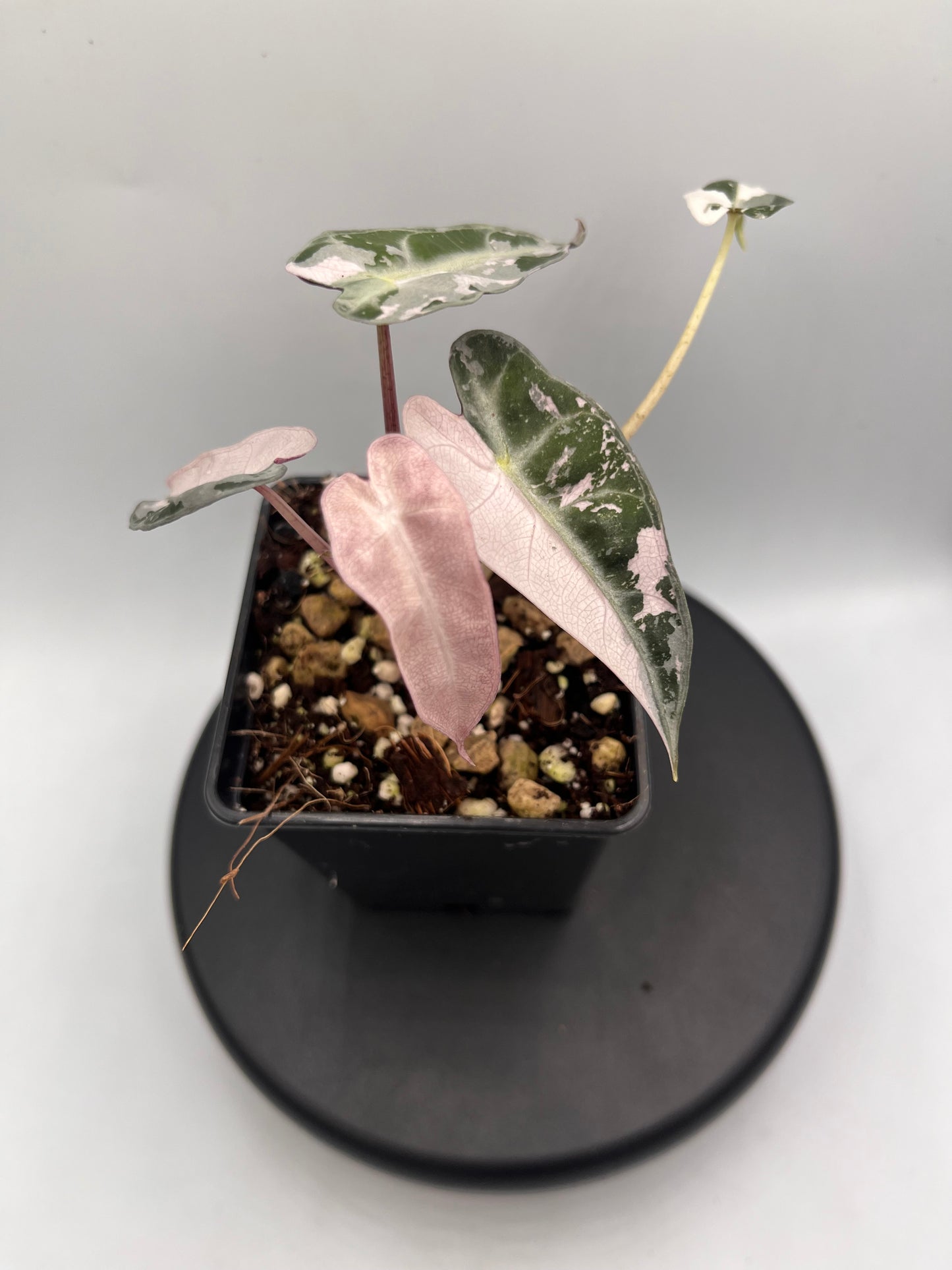 Alocasia Bambino pink variegated