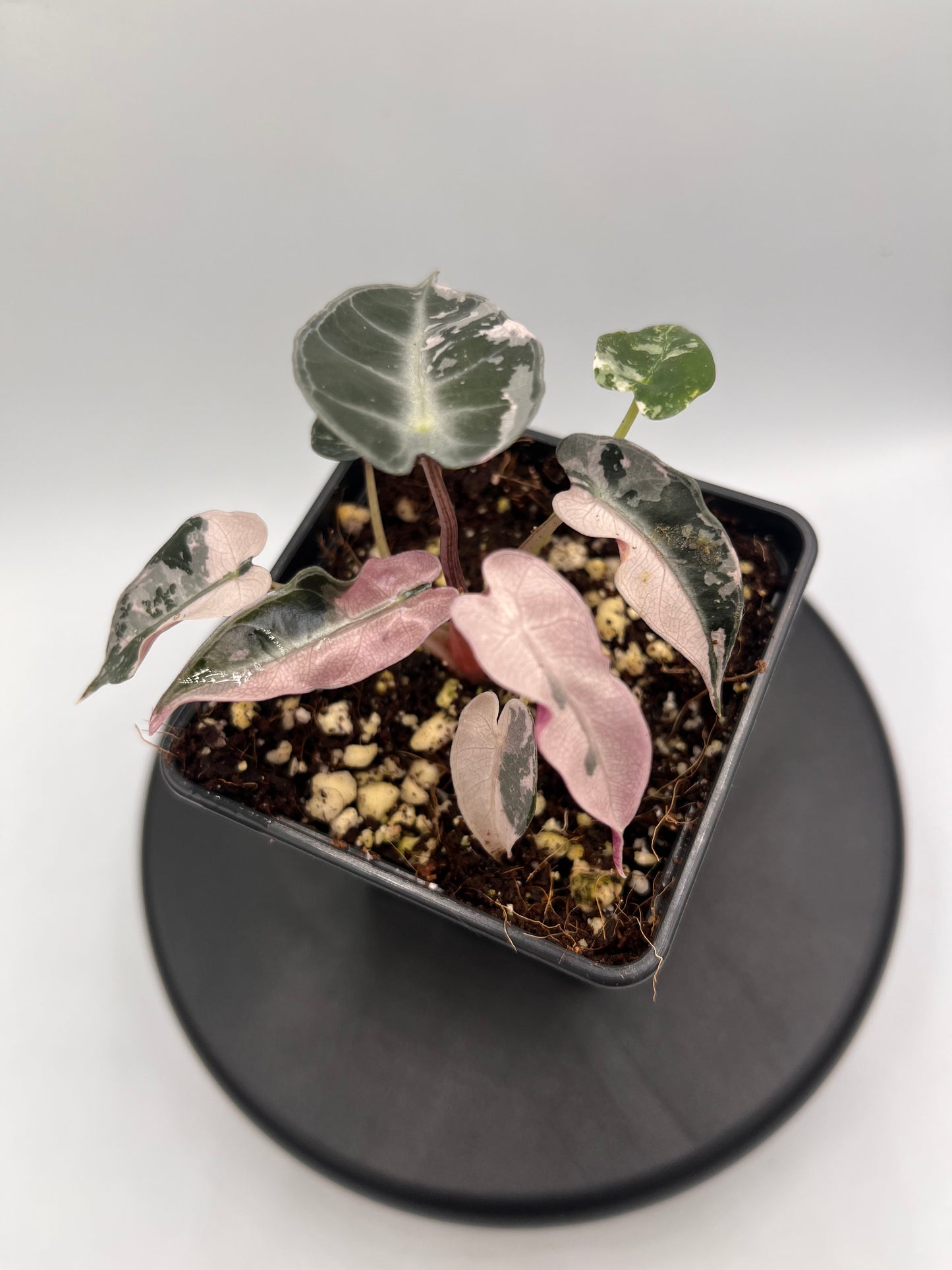 Alocasia Bambino pink variegated