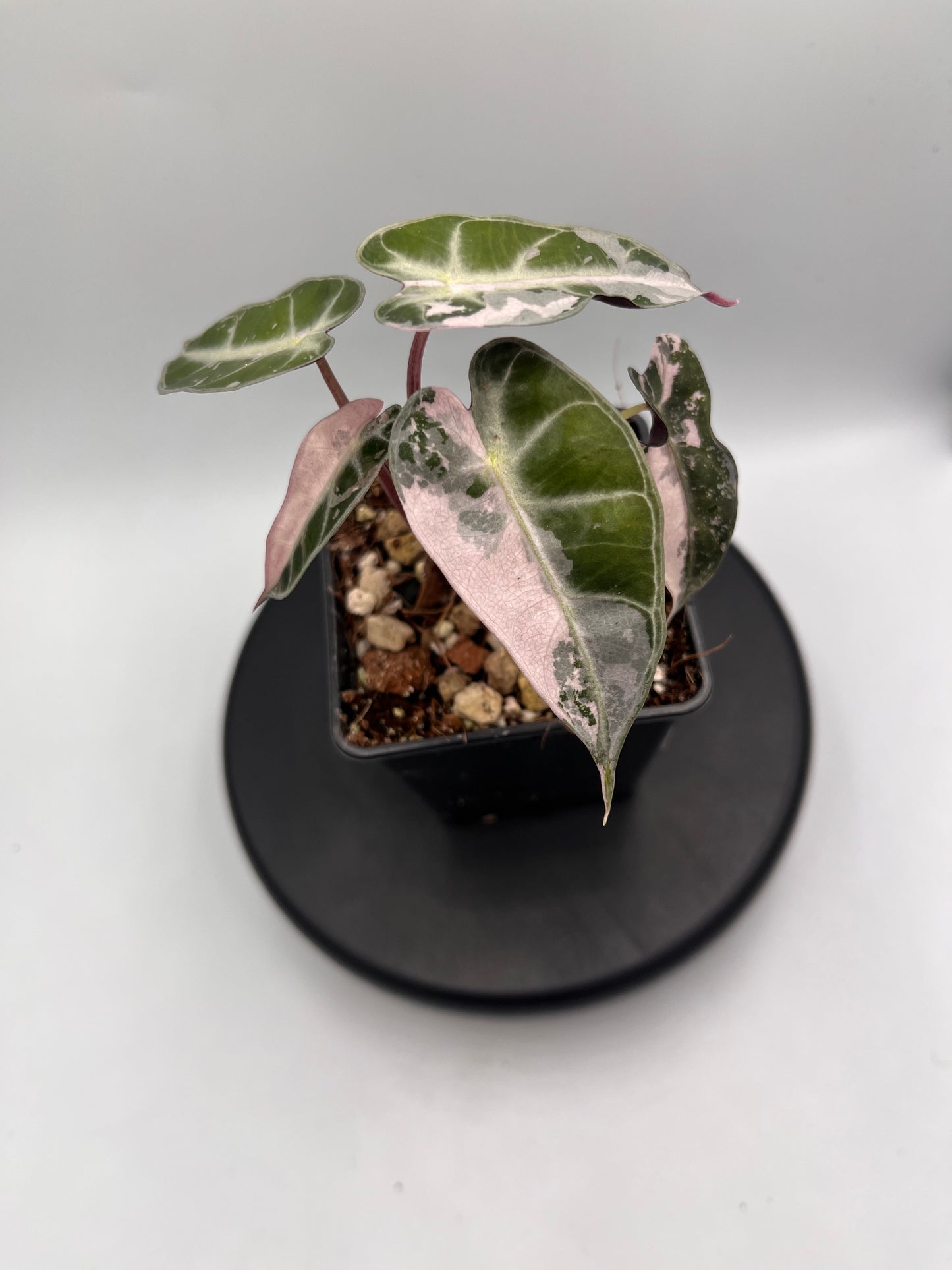 Alocasia Bambino pink variegated